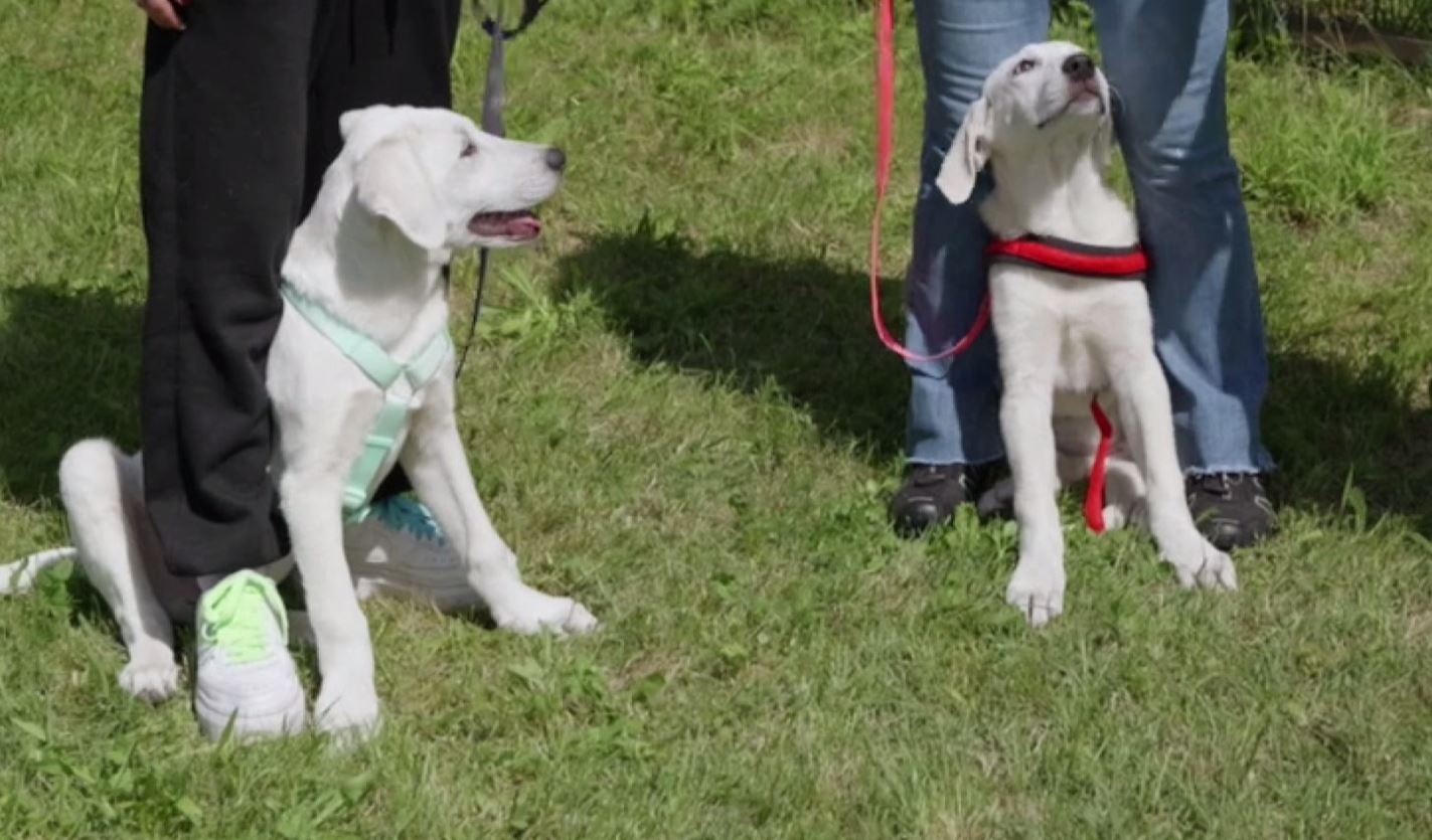 A Verbania arriva il Patentino per i proprietari di cani: cinque incontri gratuiti con test finale