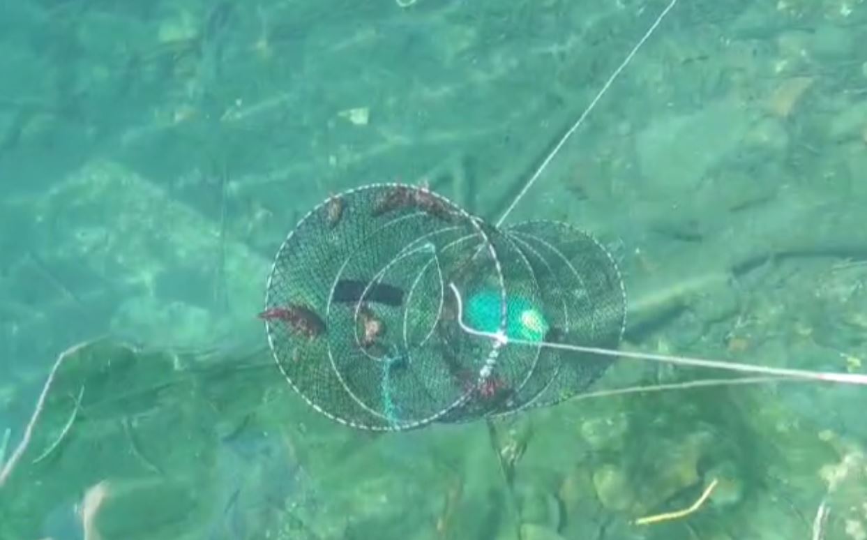 Gamberi della Louisiana hanno invaso il lago d'Orta