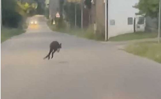 Divignano, canguro a spasso per le vie del paese