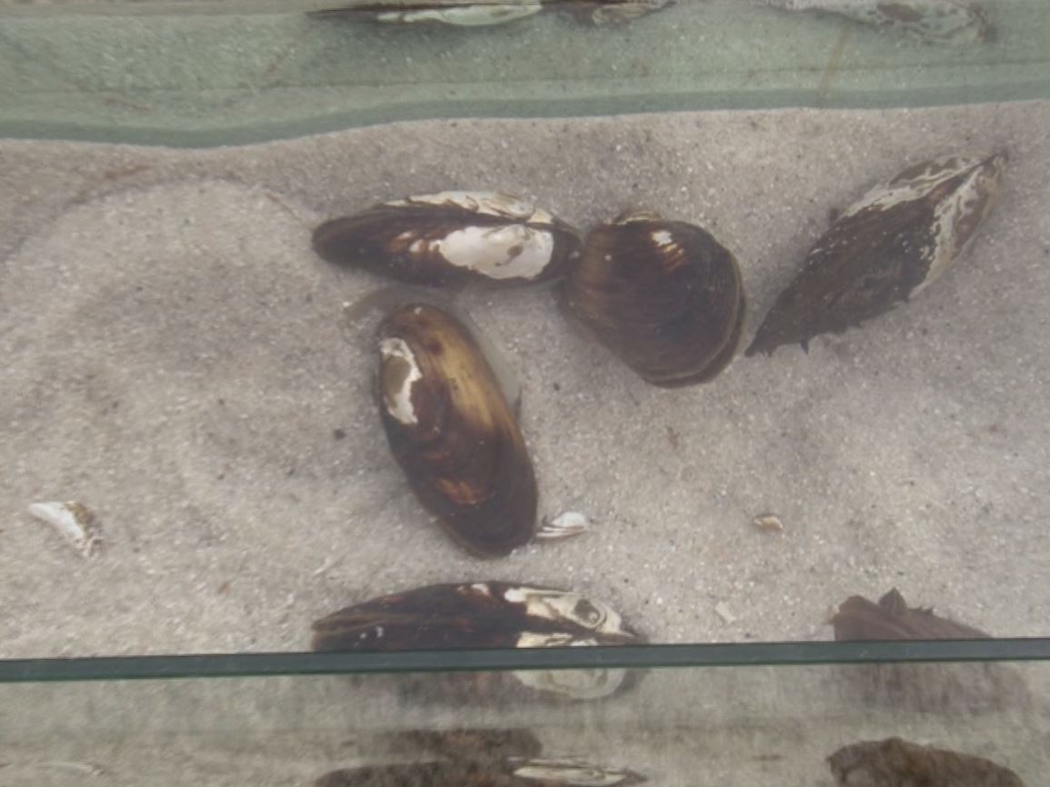 Ris-Orta: presentati i risultati del ripopolamento delle cozze di acqua dolce nel Lago d'Orta