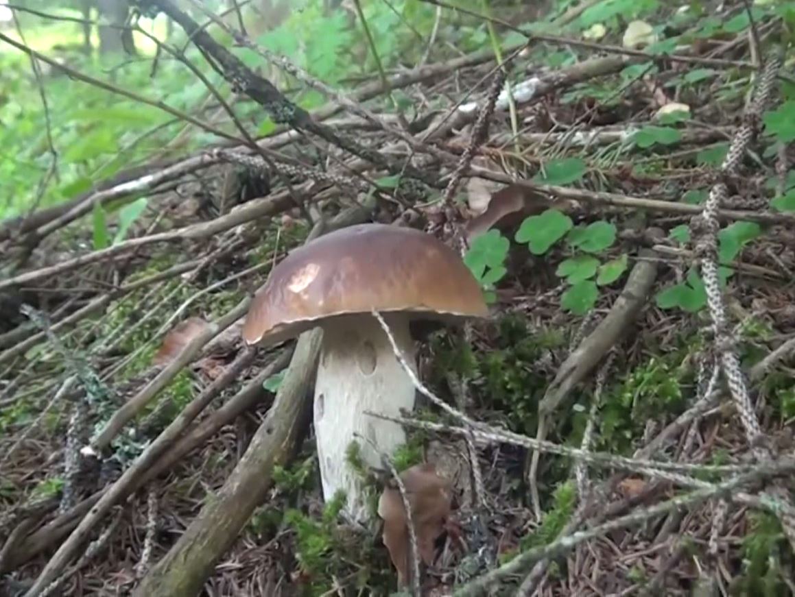 Stagione dei funghi, per consumarli in sicurezza affidatevi al servizio micologico dell'Asl VCO