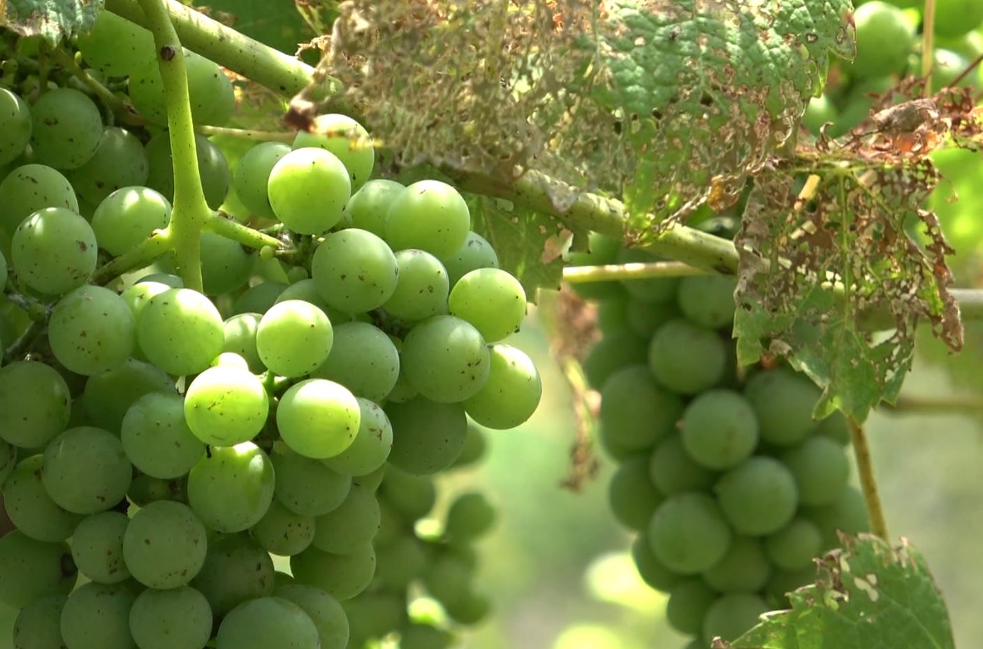 Montecrestese:viticoltore per passione denuncia i danni causati alla pianta dalla Popilia Japonica