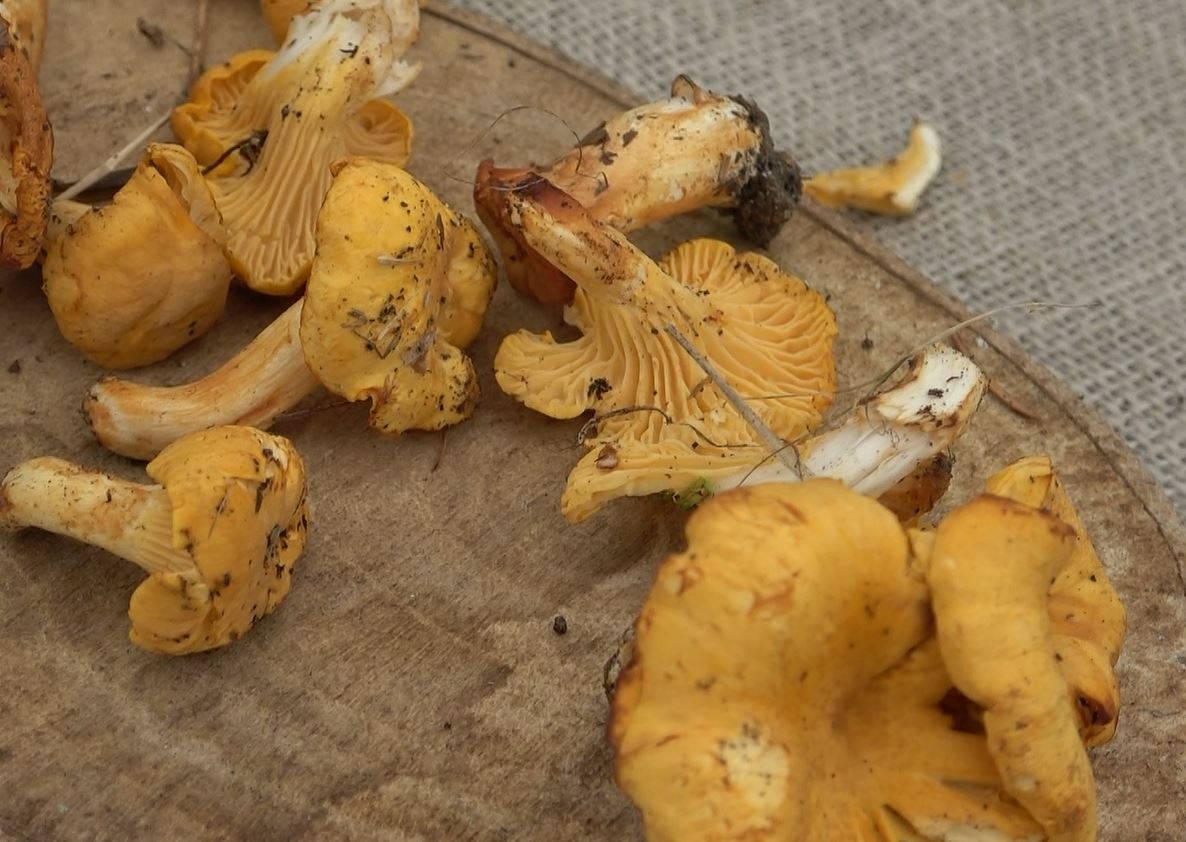 Laghi e Monti vi porta a Trontano per la Sagra del Fungo