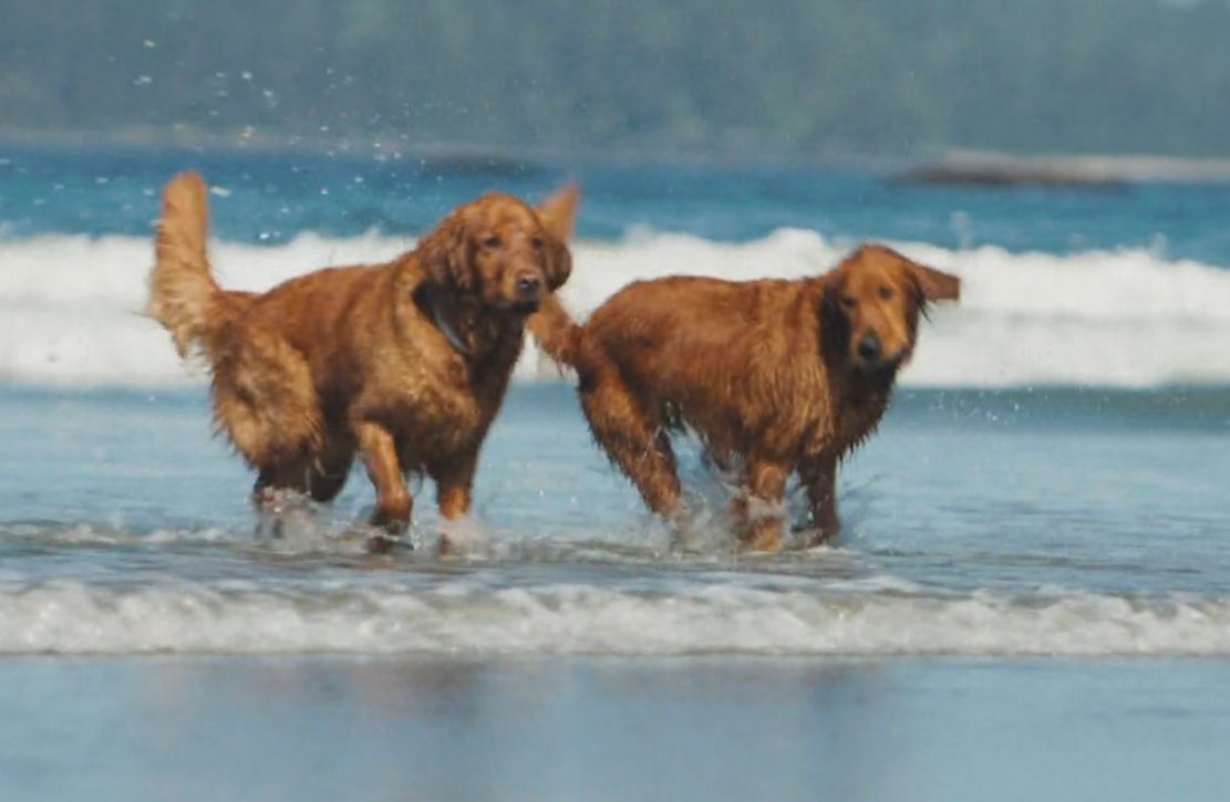 Addestramento cani da soccorso, ricerca e obbedienza a Storie a 4 zampe