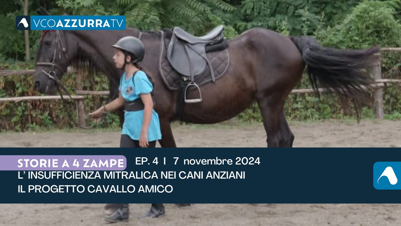 L'insufficienza mitralica nei cani anziani a Storie a 4 zampe