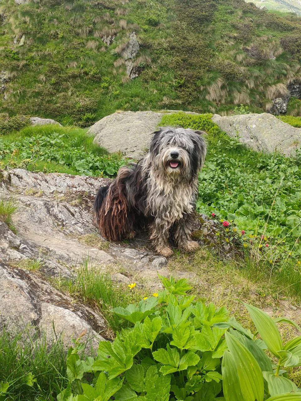 Verbania promuove l'adozione dei cani anziani: spese veterinarie gratis