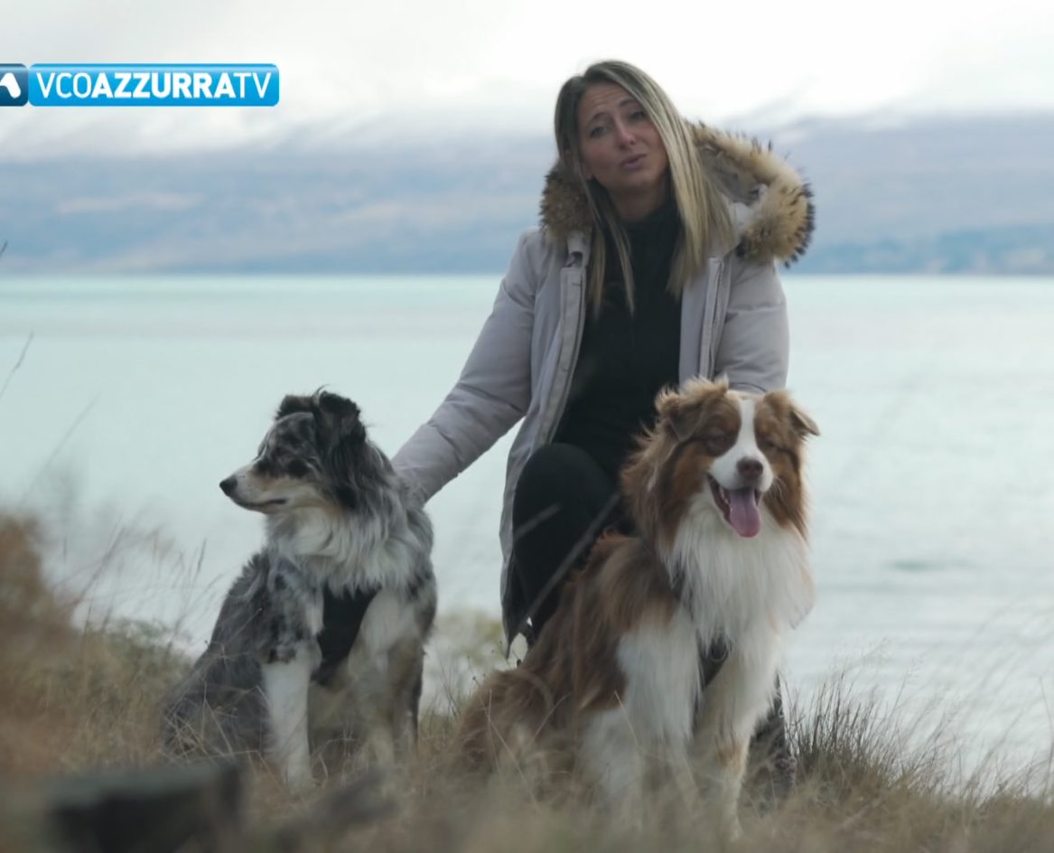 Viaggi a 4 zampe, istruzioni per l'uso! ... in Storie a 4 zampe