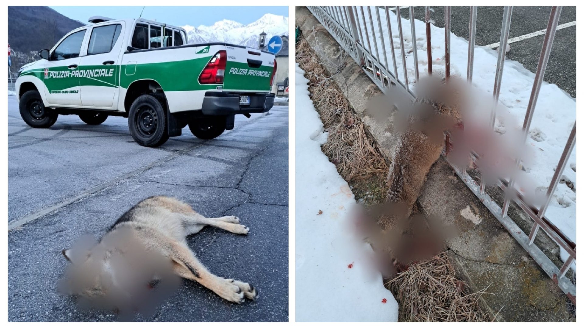 Lupo investito stamattina lungo la statale della Valle Vigezzo a Druogno. Verrà imbalsamato