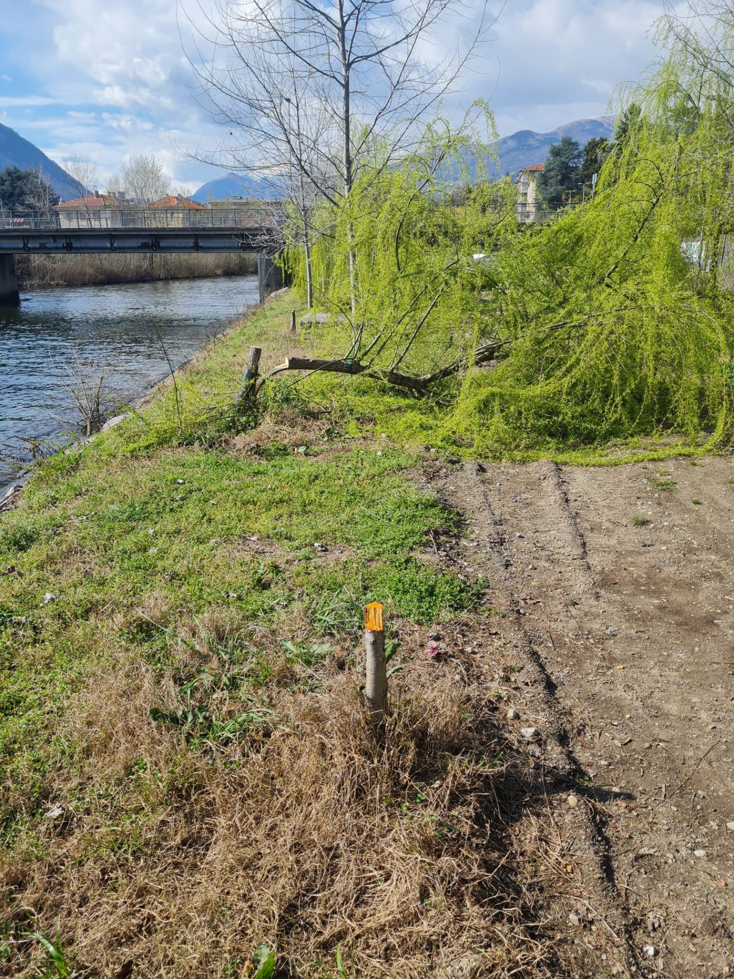 Alberi abbattuti alla foce del San Giovanni, l'amministrazione verbanese: "Sconcertati"