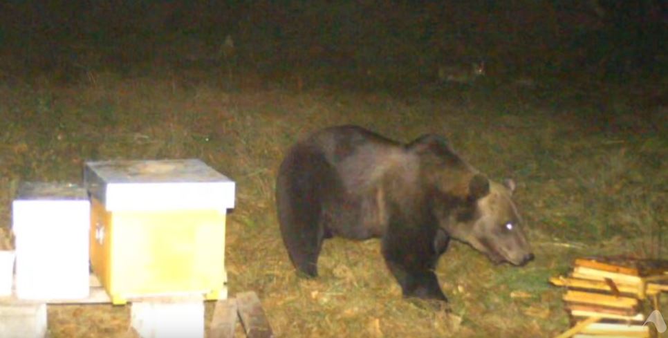 Orso. I carabinieri del Parco Val Grande : "No allarmismi. Notizie vanno verificate"