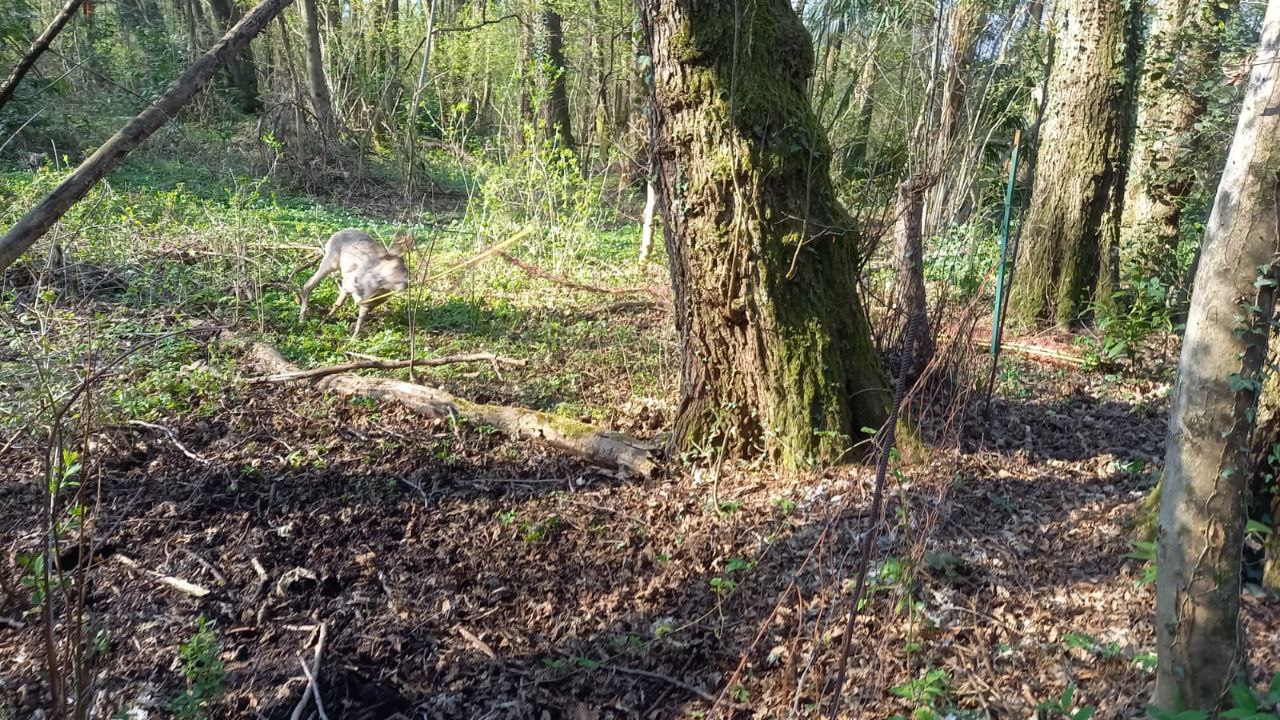 Capriolo imprigionato in una recinzione liberato dai Vigili del Fuoco di Verbania