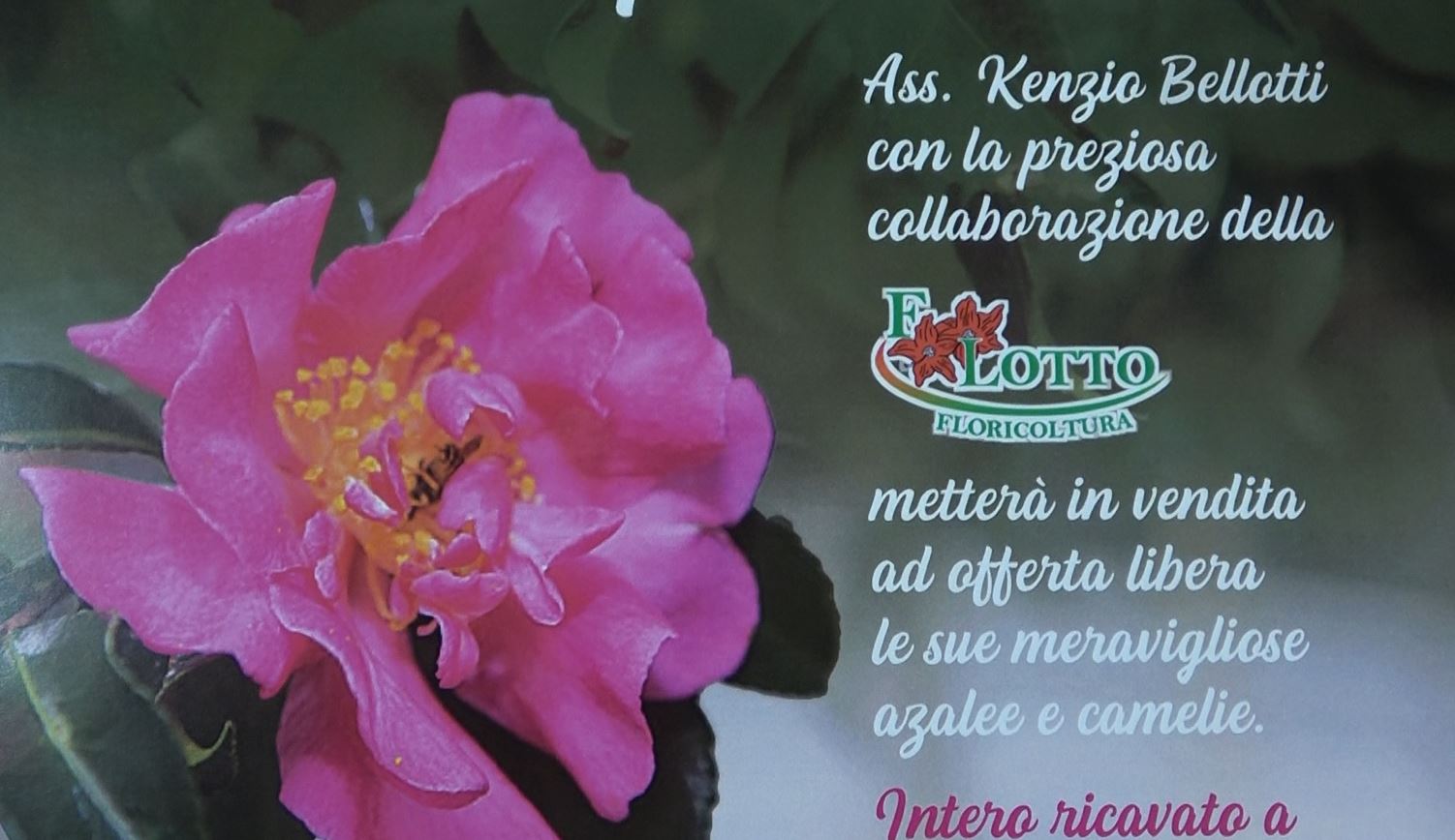 A Ghiffa, Omegna e Gravellona sabato torna “Il fiore della solidarietà”