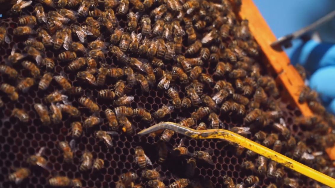 Crisi per la produzione di miele in Piemonte