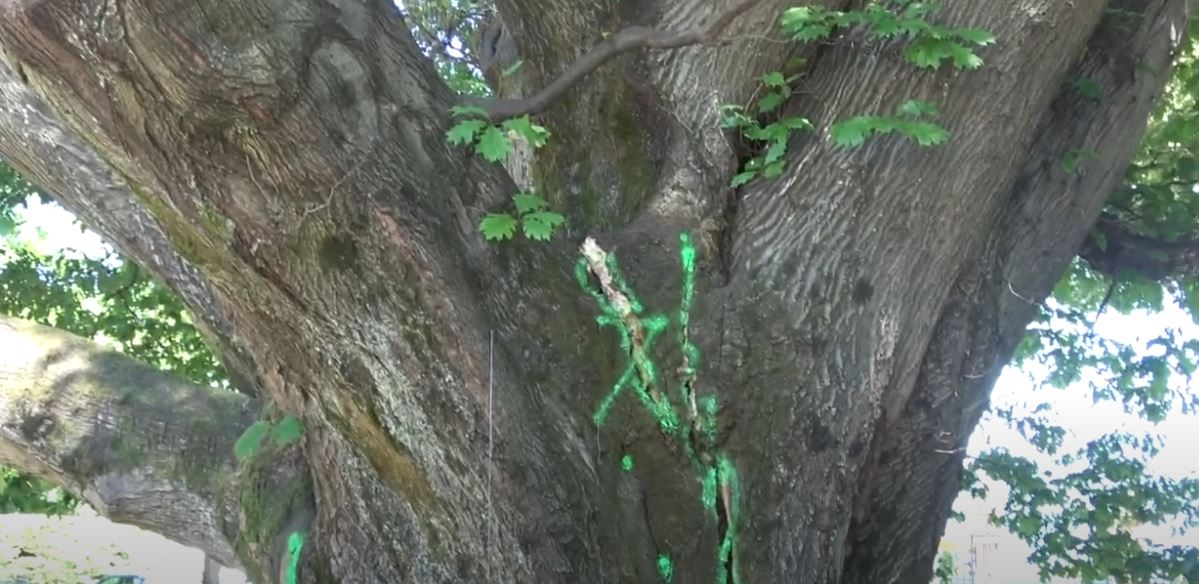 “Malata” la quercia monumentale del parco di Villa Taranto. Sopralluogo il 3 luglio