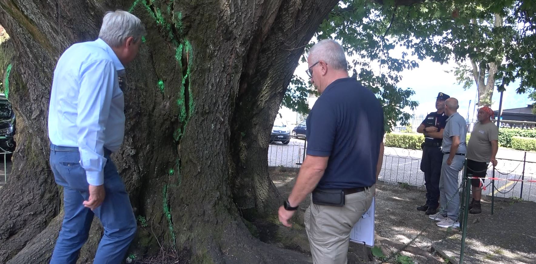Importante potatura della chioma per la messa in sicurezza della quercia all'ingresso del parco di Villa Taranto