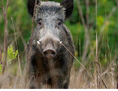 Peste suina, Piemonte anticipa apertura caccia al cinghiale