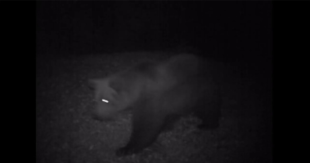 Avvicinati dall'orso mentre sono in tenda, padre e figlio chiedono aiuto