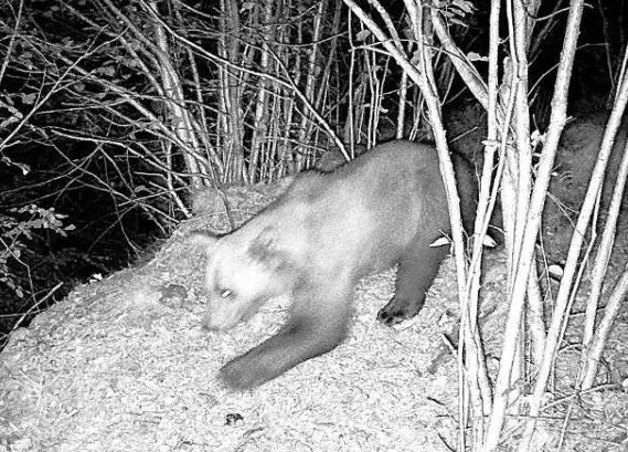 L'orso immortalato da una fototrappola a Finero