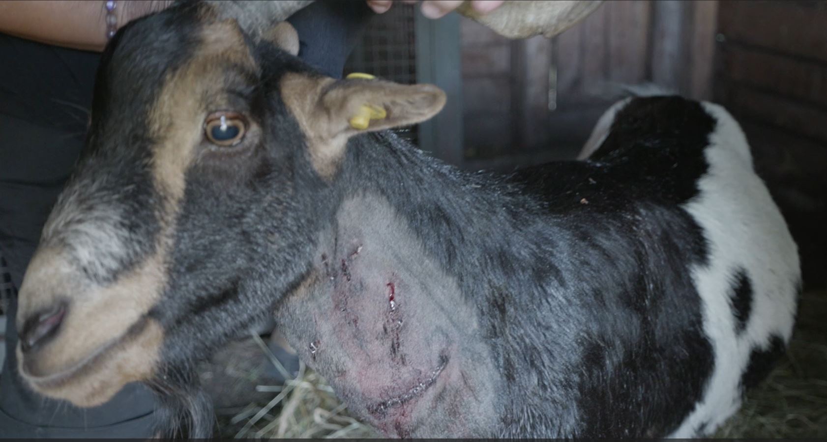 Capra azzannata stamattina da un lupo sopra Mergozzo. Predatore messo in fuga da Patrizia che racconta cosa è successo