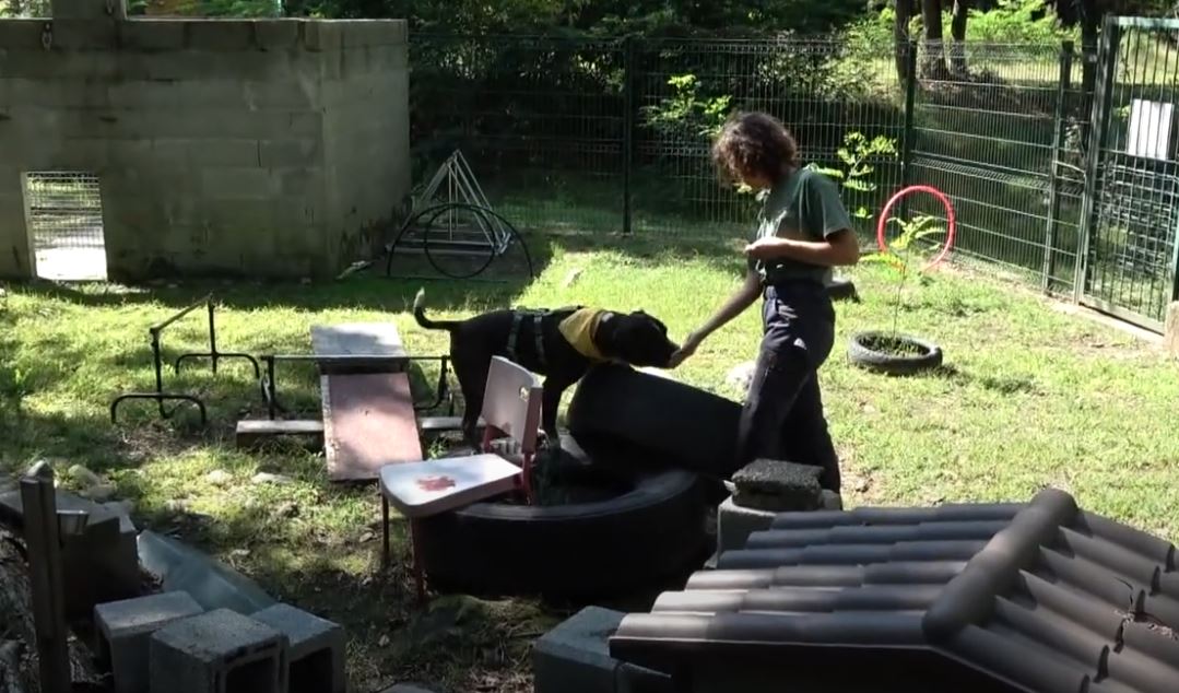 Canile di Verbania, tanti i molossoidi e l'iniziativa del Comune per favorire l'adizione dei nonnini