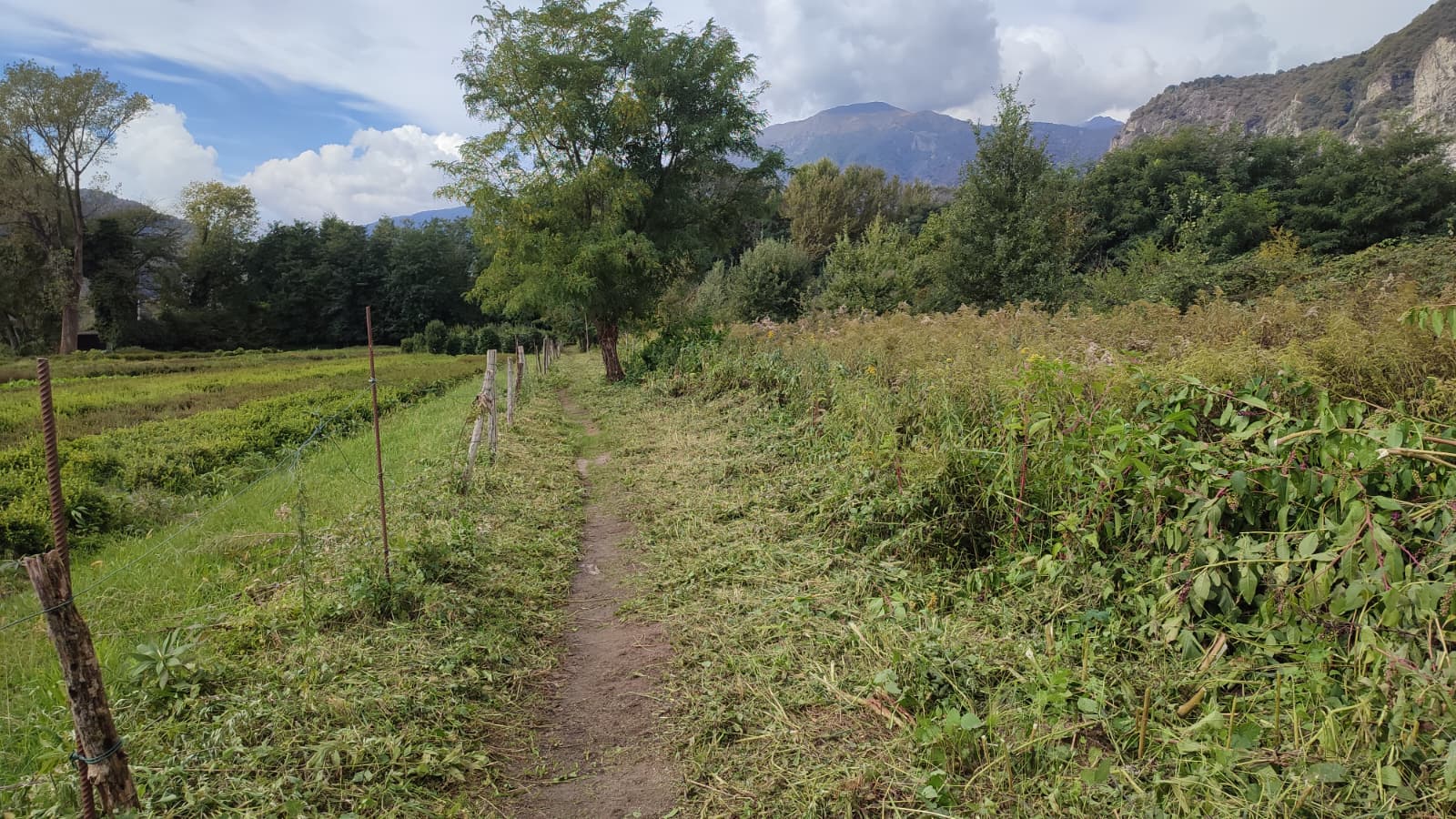 Sfalciata l'erba lungo la ciclabile tra il Toce e Via Piano Grande a Verbania