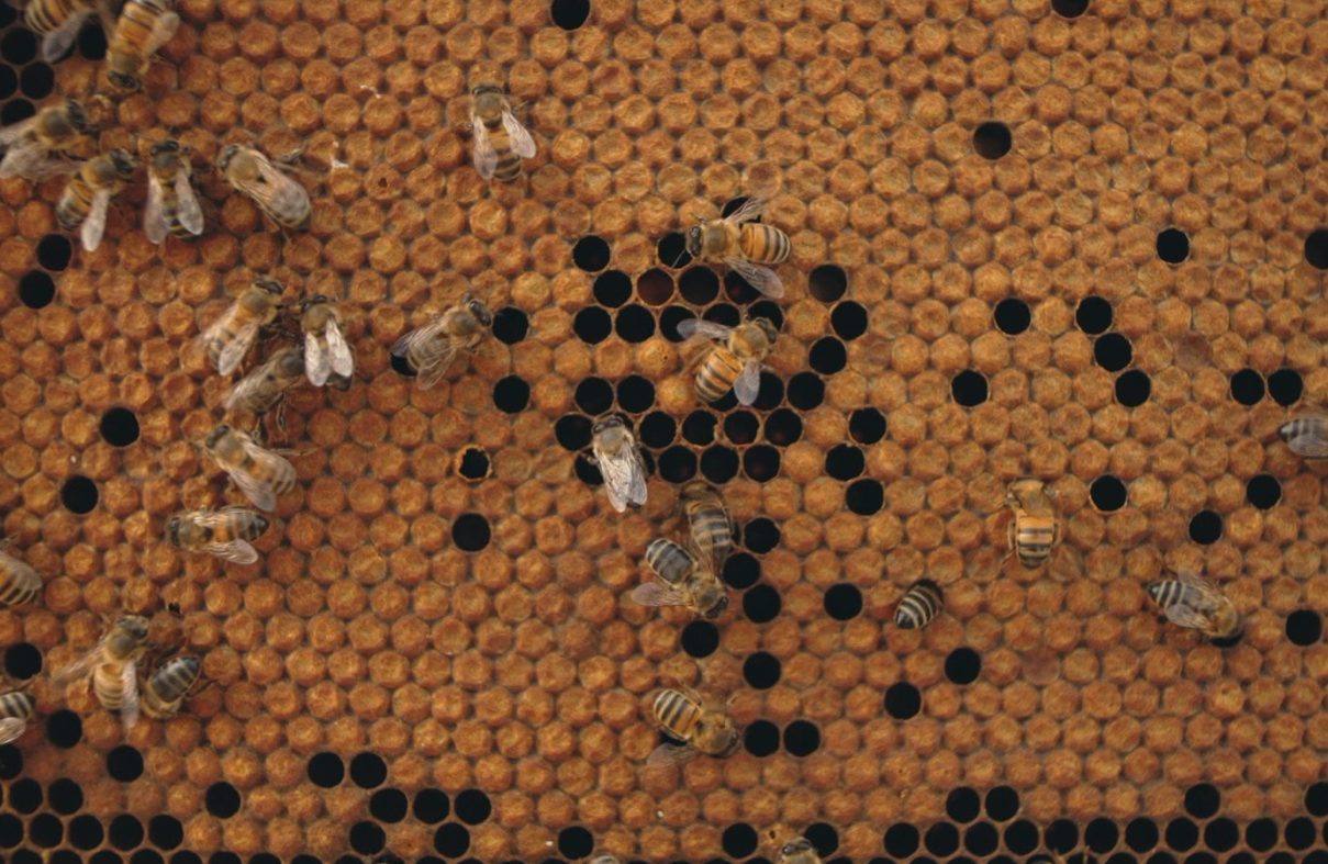La cagnolina Peggy e il gatto Felix protagonisti a Storie a 4 zampe