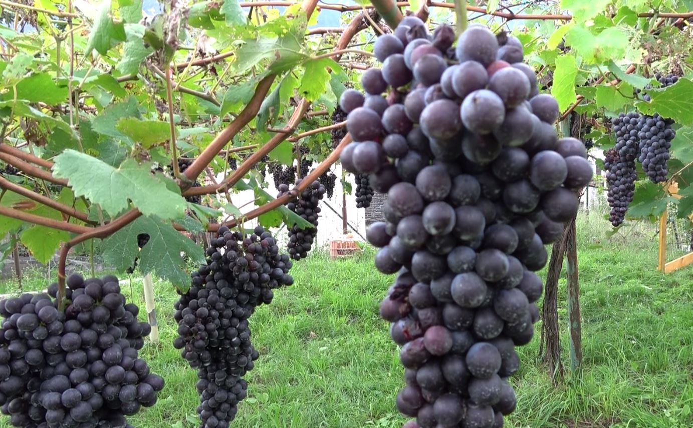 Al via la vendemmia. In Ossola si parte con il Merlot