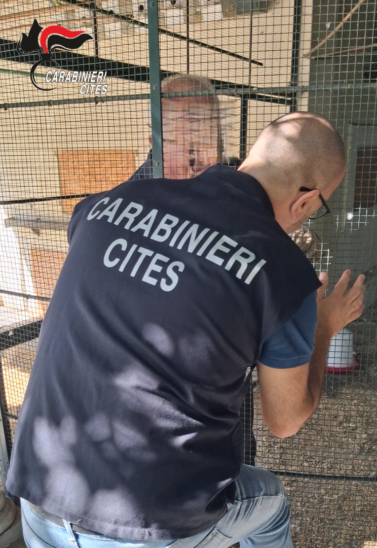 Pappagalli all'isola Madre senza documenti: sequestro e multa dei Carabinieri Cites. Terre Borromeo: "Collaboriamo con le autorità"