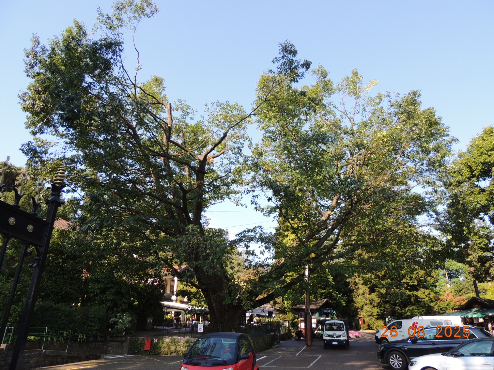 Supera i 30 mila euro la cifra spesa per salvare la Quercia monumentale di Villa Taranto