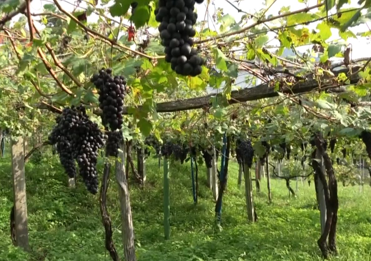 La Festa dell'Uva di Masera, tra tradizione, buona cucina e piacere di stare insieme