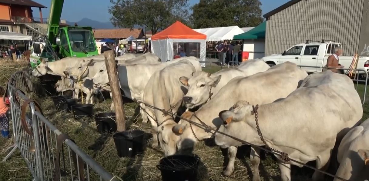 Questa domenica torna ad Armeno la Fiera zootecnica con mostra mercato e le specialità degli chef locali