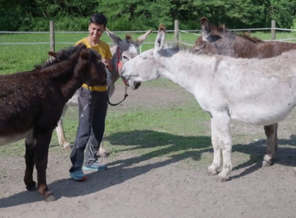Gli asinelli di Laura D'Amelio protagonisti a Storie a 4 zampe