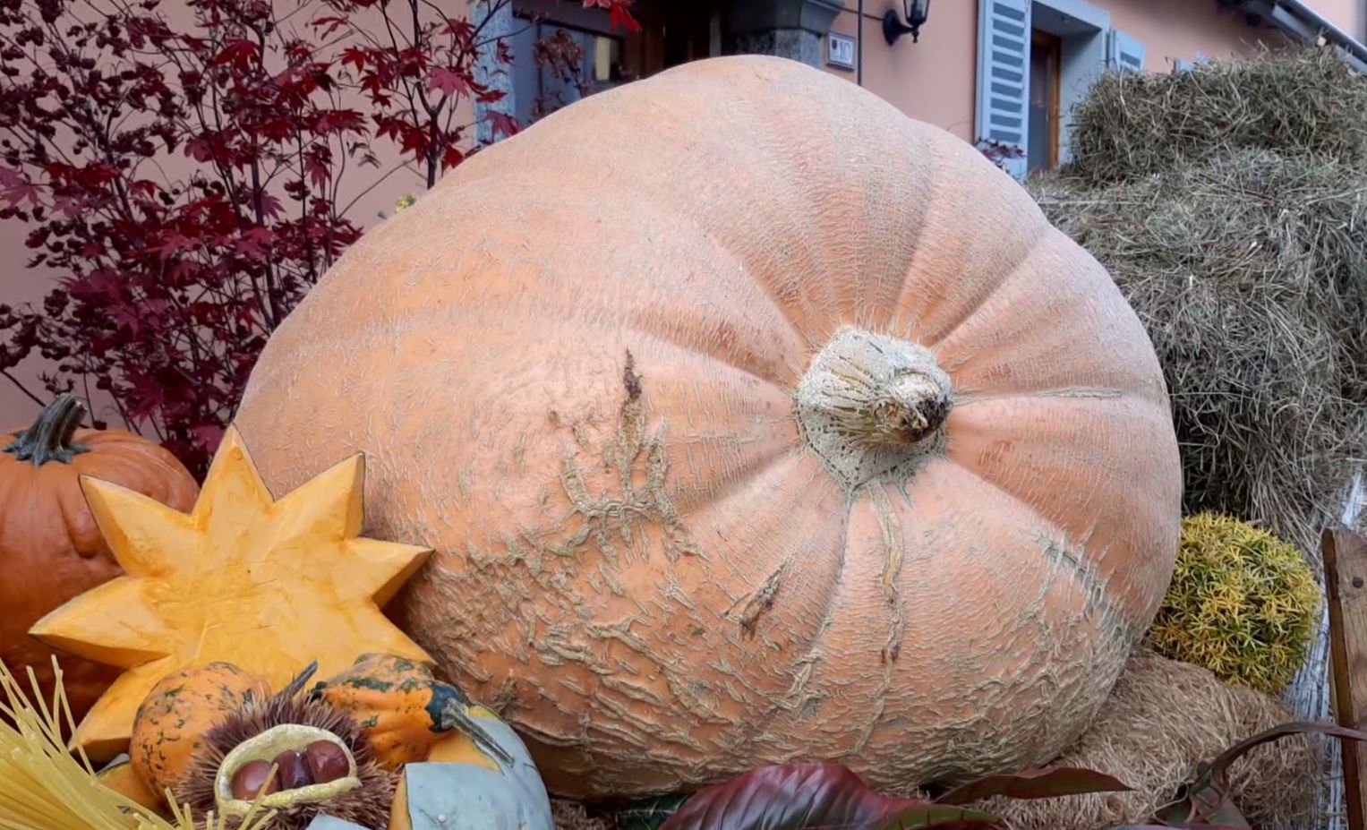 A Santa Maria Maggiore tutto pronto per di Fuori di zucca