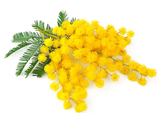 8 marzo. Polizia di Stato al fianco delle donne vittime di violenza