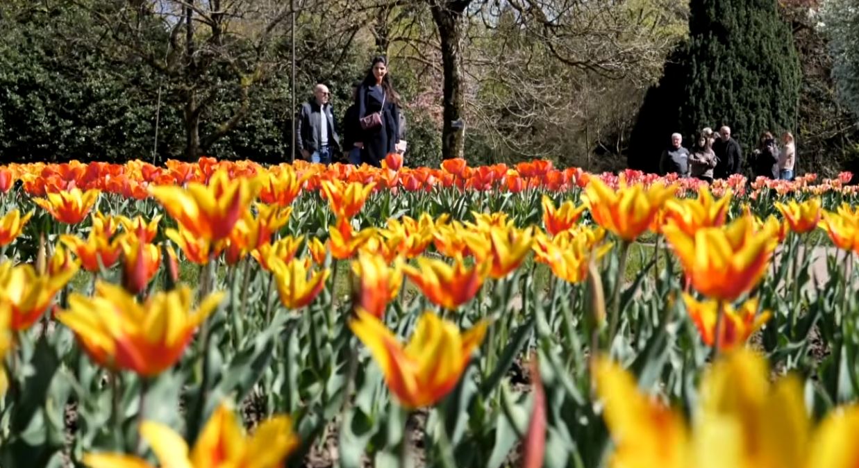 Le fioriture primaverili del Parco di Villa Taranto a Verbania