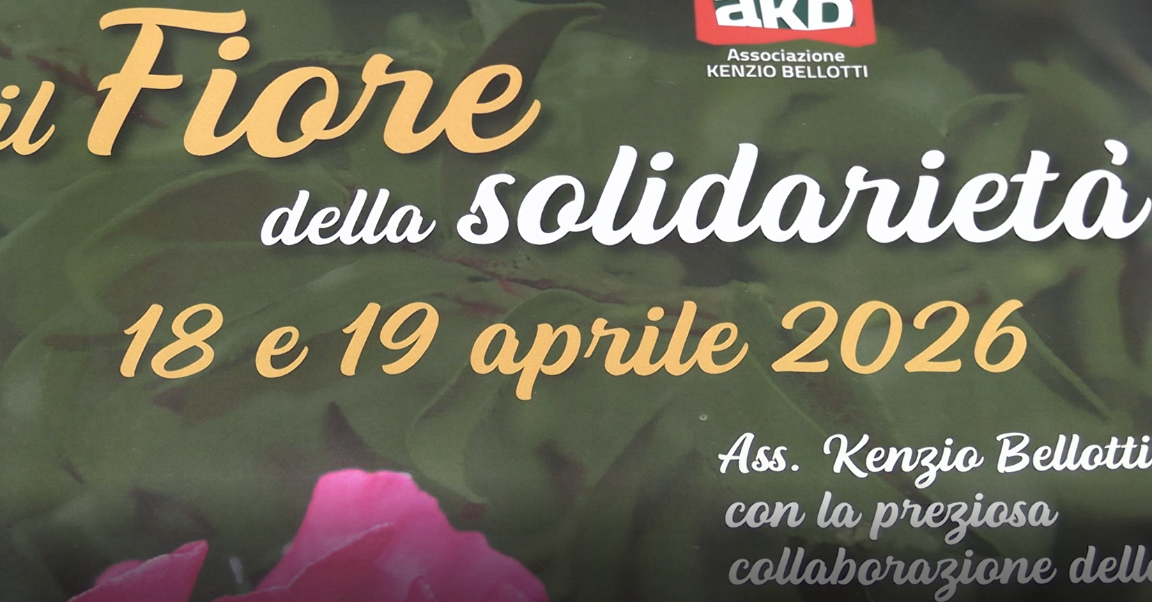 Nel week end a Omegna, Ghiffa e Baveno torna il Fiore della Solidarietà
