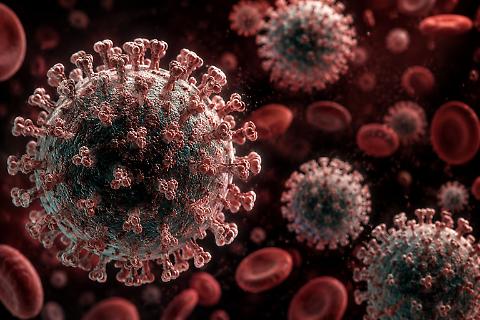 Hantavirus, la Direzione regionale Sanità del Piemonte ha inviato la circolare del Ministero a tutte le Aziende Sanitarie