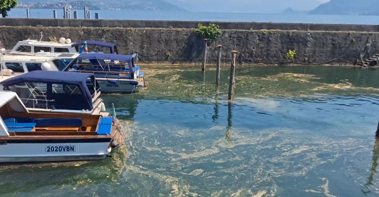Chiazze giallastre sul Lago Maggiore, le analisi Arpa Piemonte. Non sono pericolose per i bagnanti