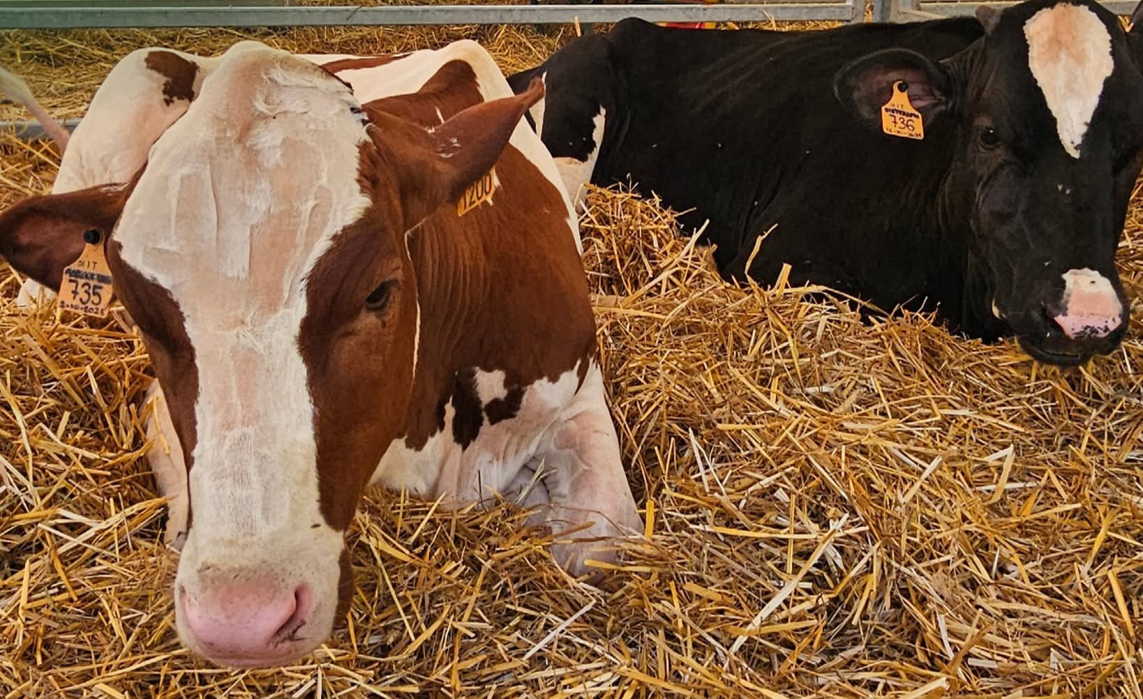 8000 presenze in tre giorni al Maggiora Agri Festival
