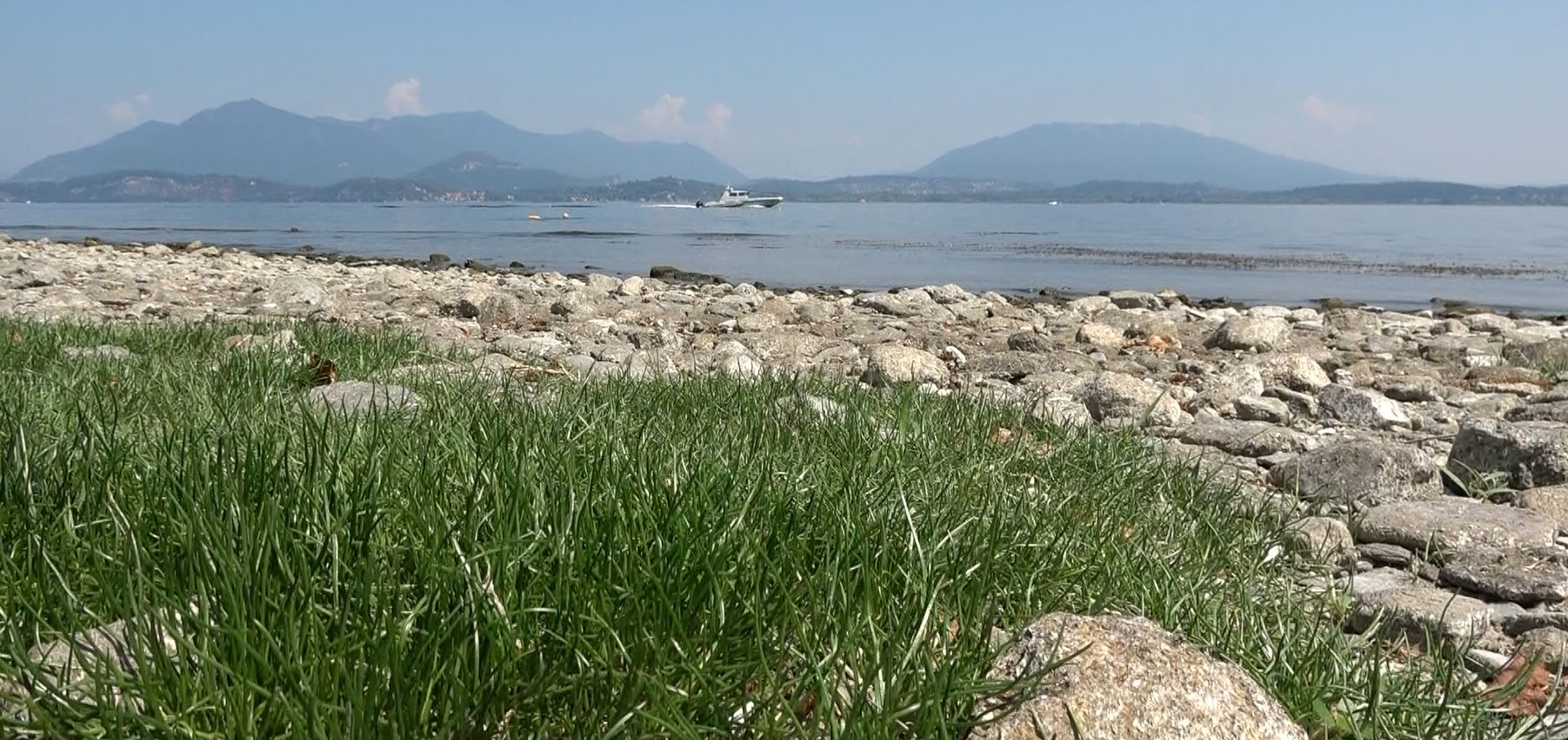 Ritrovamento eccezionale sulla spiaggia di Lesa: il più grande insediamento italiano di Littorella, rara pianta anfibia