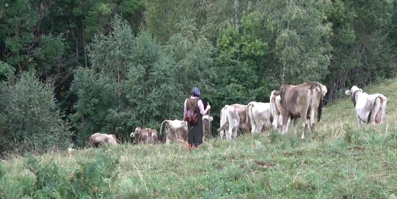 Nel Vco l'erba degli alpeggi è bruciata e manca l'acqua per gli animali. A dura prova la produzione di formaggi, anche del Bettelmatt
