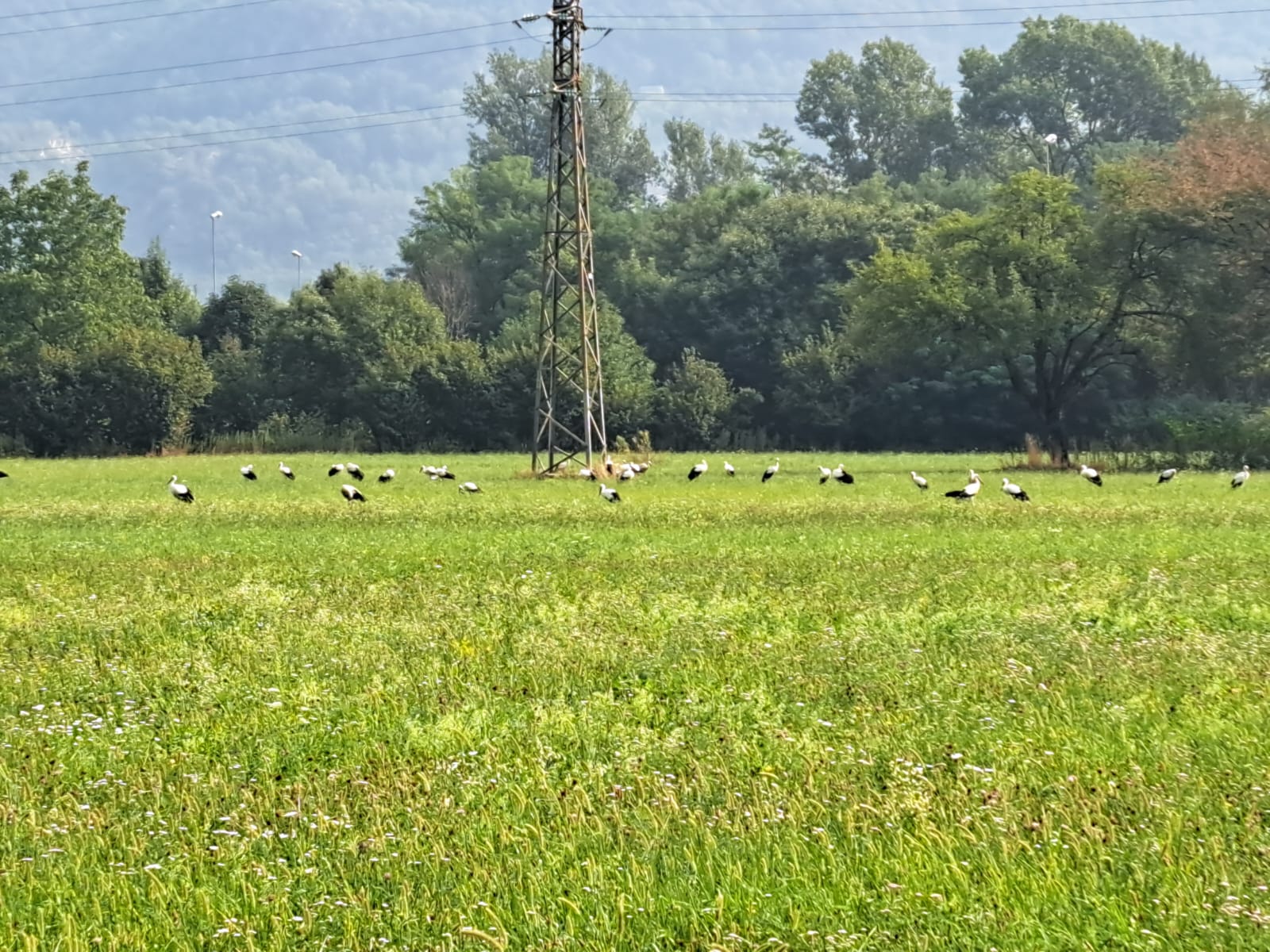 Lo spettacolo delle cicogne nella piana dell'Ossola, in 187 si sono posate su un prato