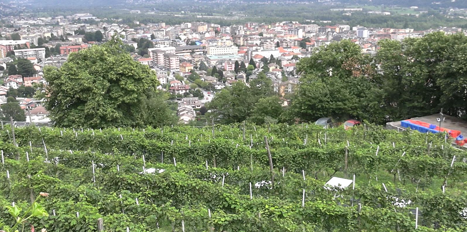 Partita a metà agosto la vendemmia del vino ossolano con la raccolta dell’uva a bacca bianca