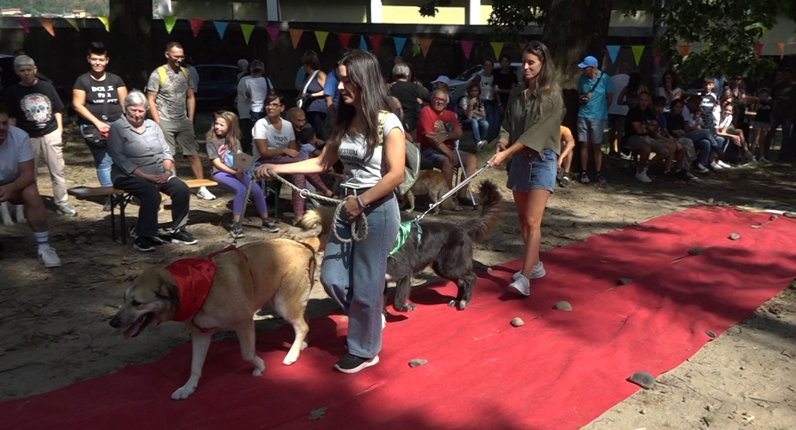 Decine di quattrozampe in sfilata lo scorso fine settimana a Verbania per la quattordicesima edizione di Amico Cane