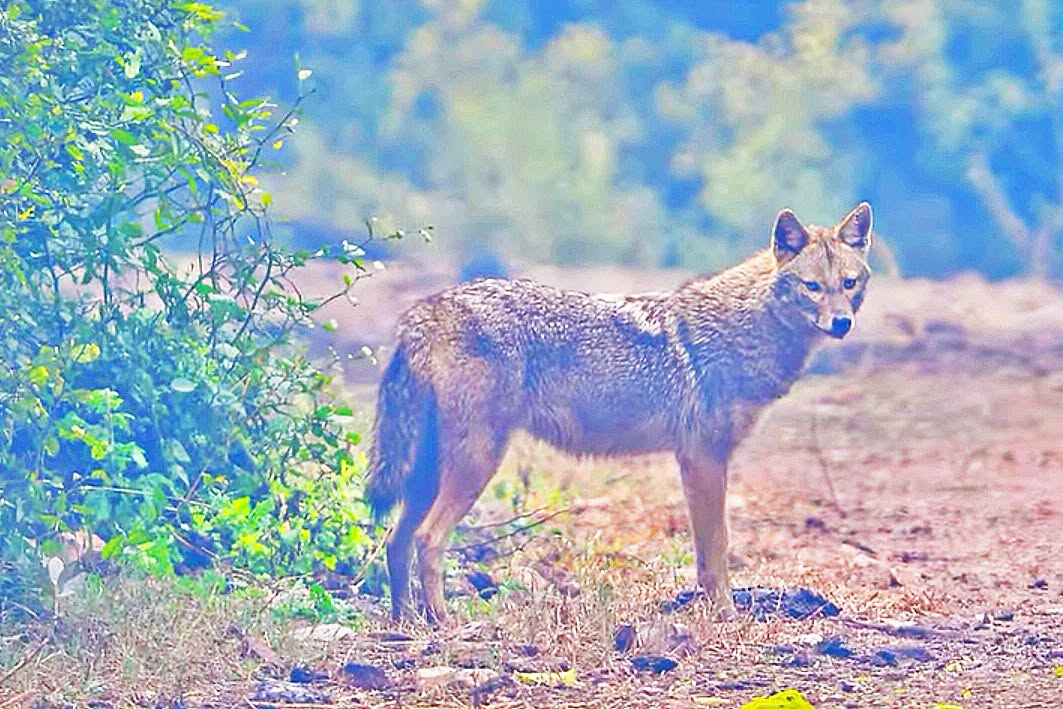 Parco del Ticino, segnalato e fotografato un esemplare di sciacallo dorato