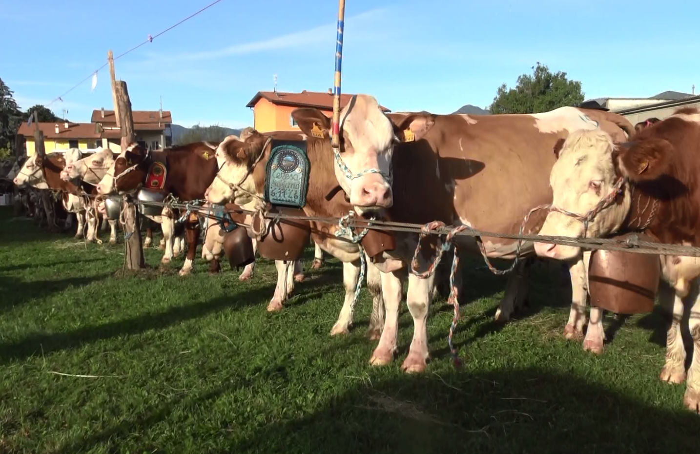 Armeno, tanti i visitatori all'annuale fiera Bovina