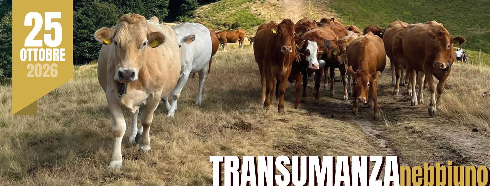 Questa domenica torna lo spettacolo della transumanza a Nebbiuno. Eventi tutto il giorno, nel pomeriggio la sfilata degli animali